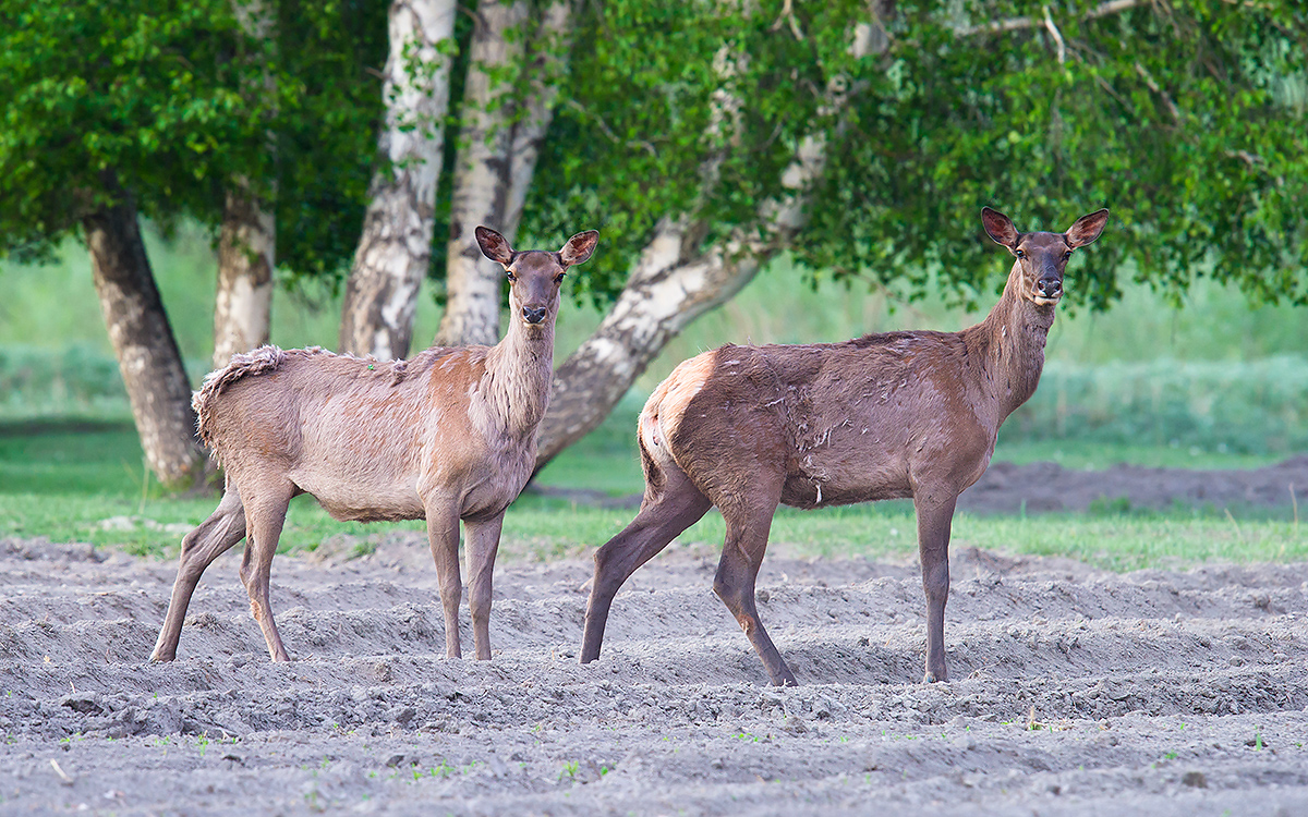 Altai Wapiti