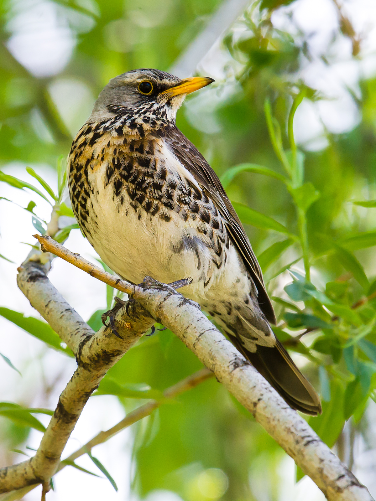 Fieldfare