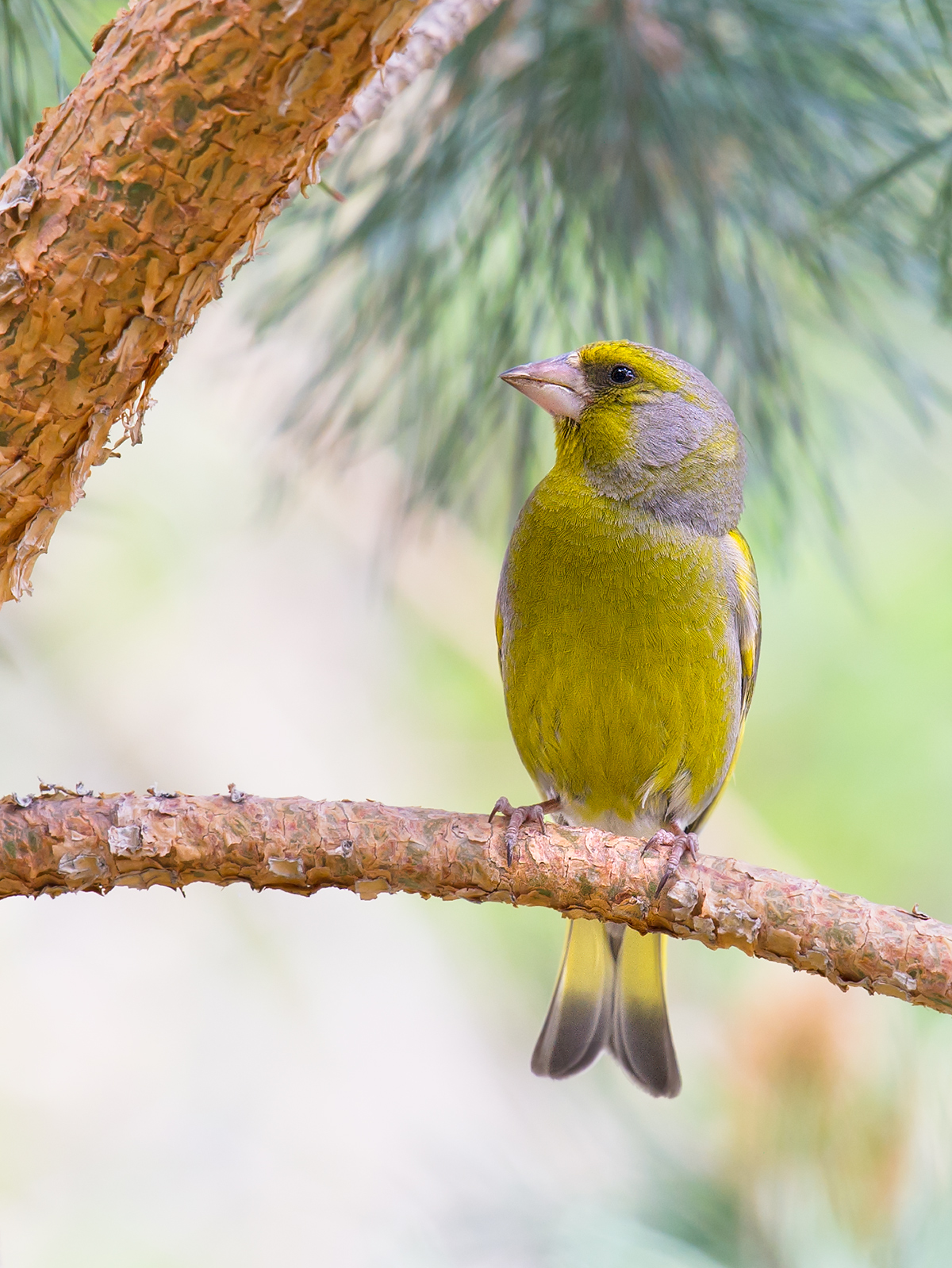 European Greenfinch