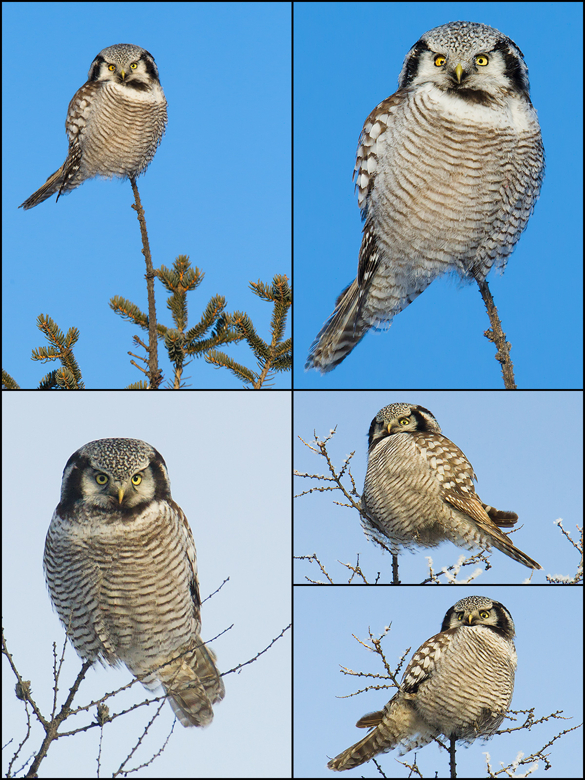 Northern Hawk-Owl.