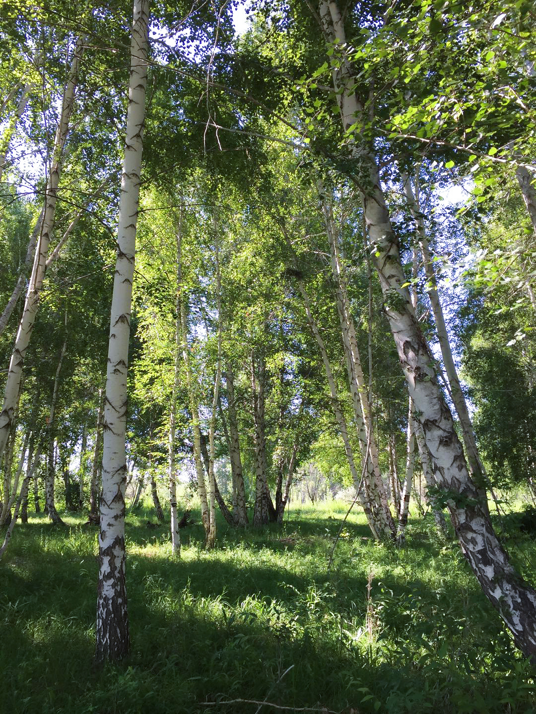 White Birch Forest Scenic Area