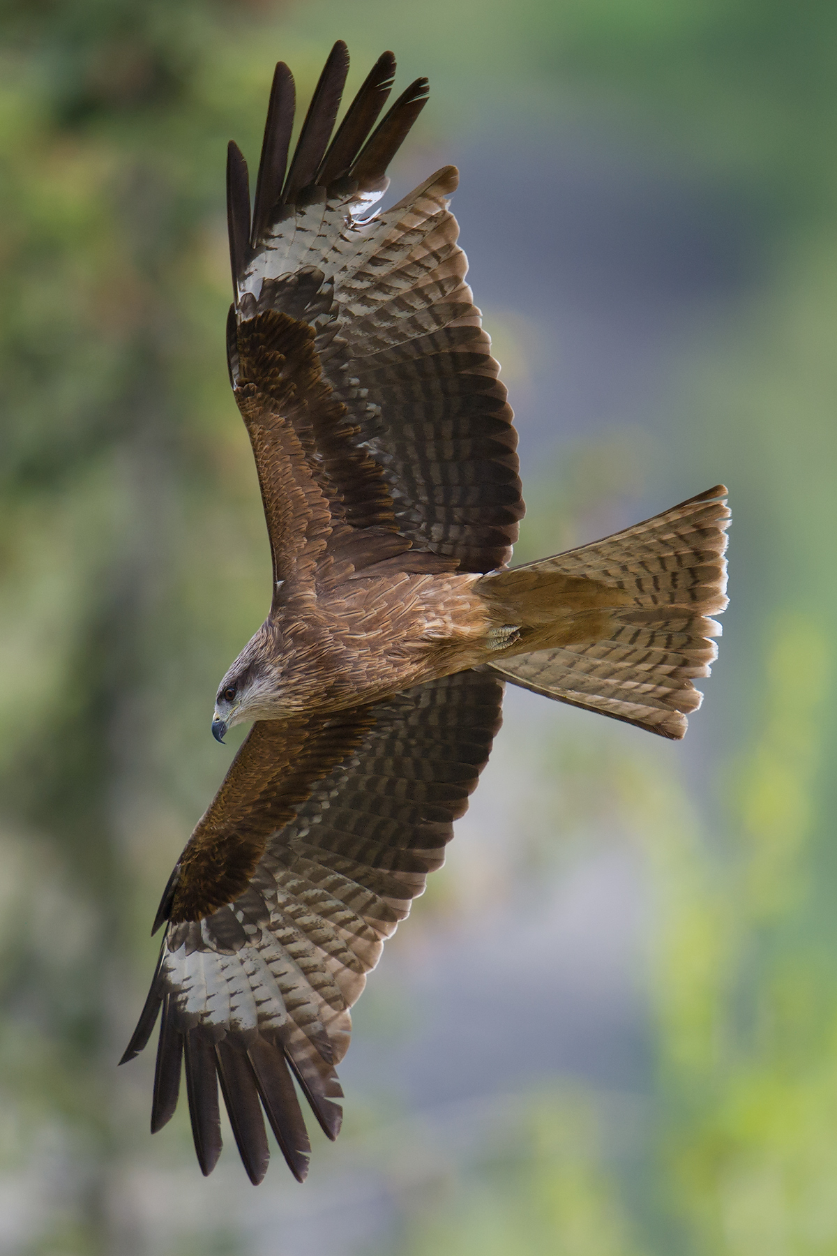 Black Kite