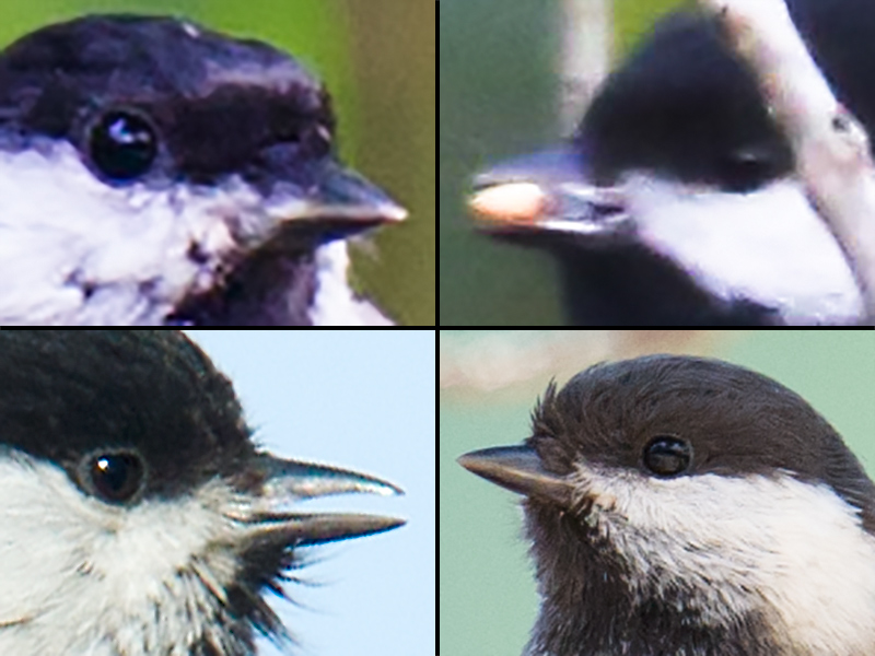 Marsh and Willow Tit