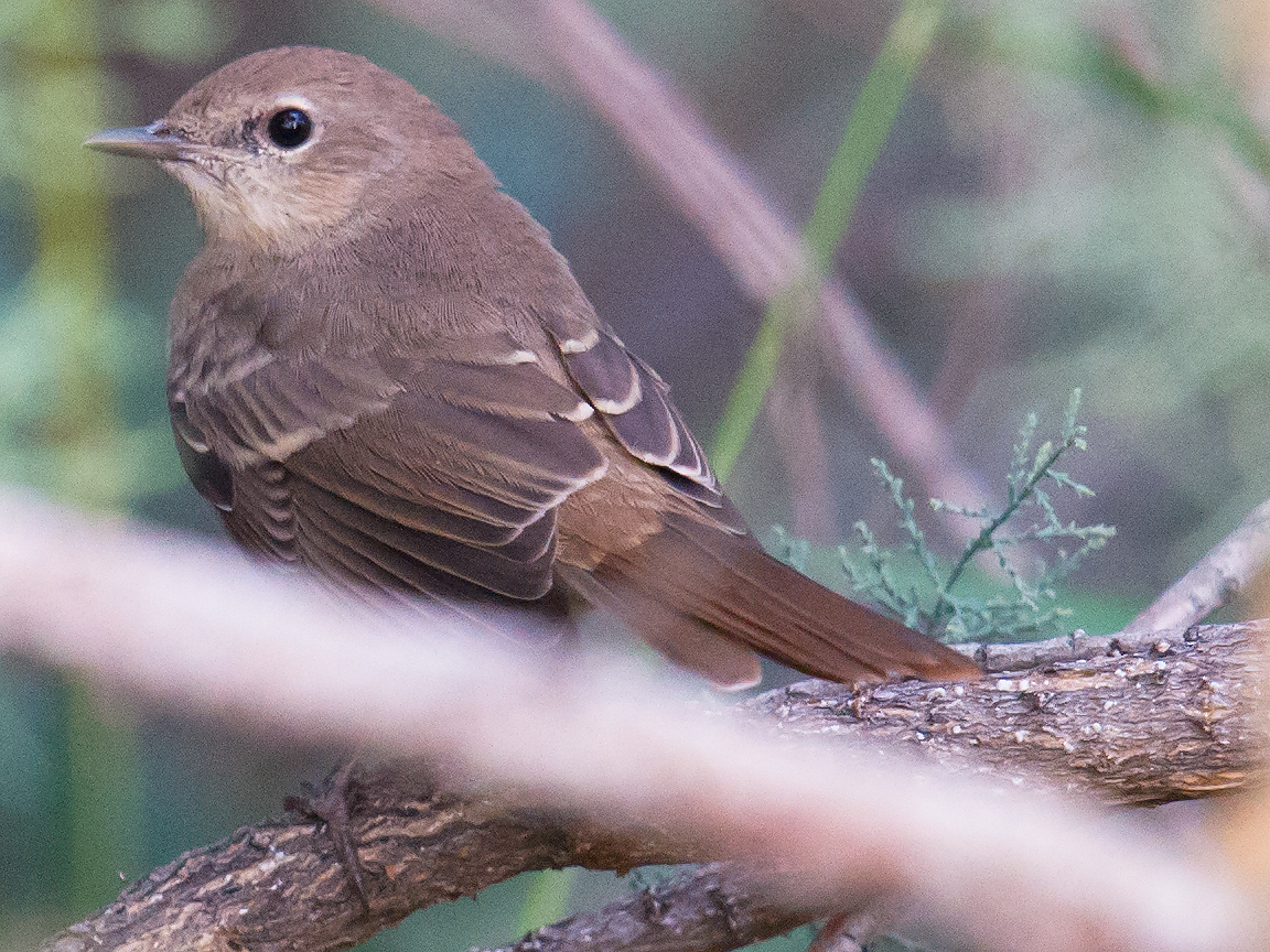 Common Nightingale