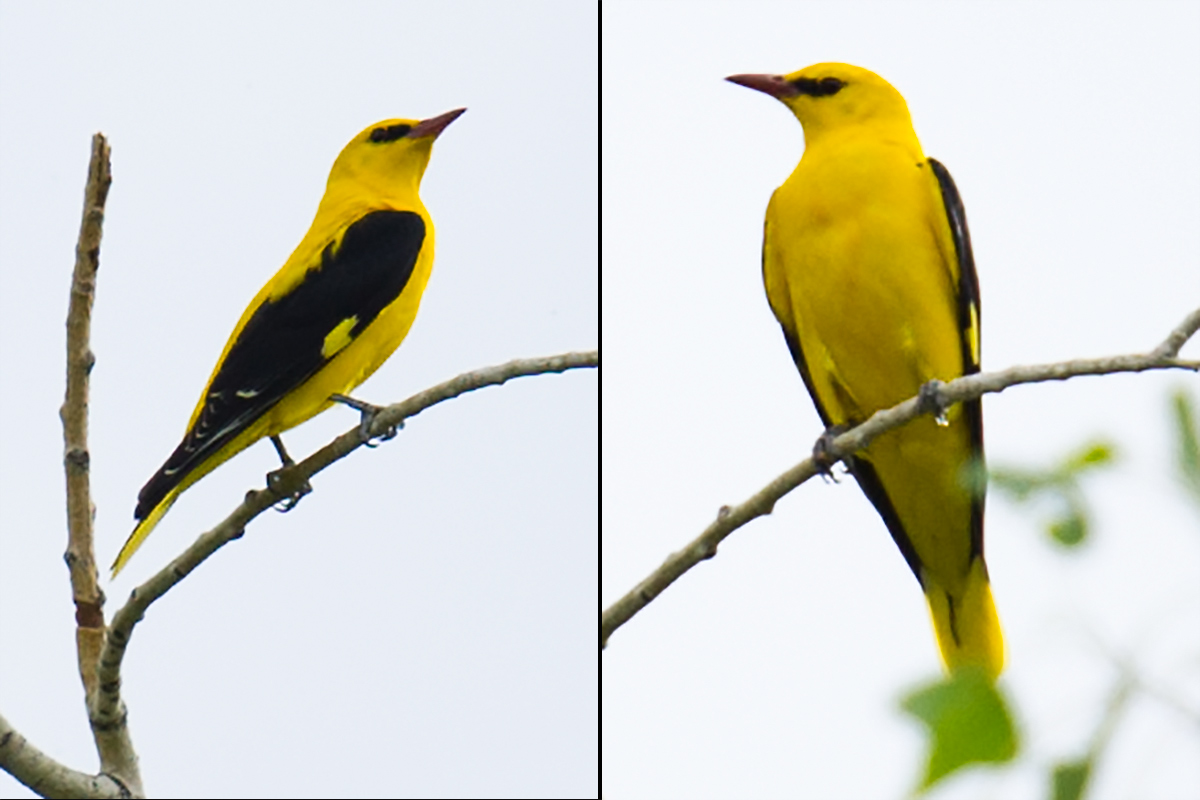 Eurasian Golden Oriole