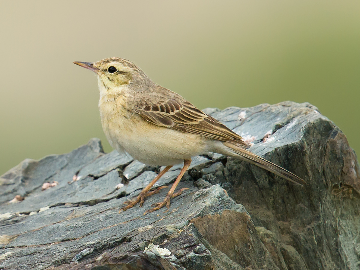 Tawny Pipit