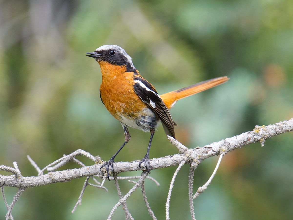 Eversmann's Redstart