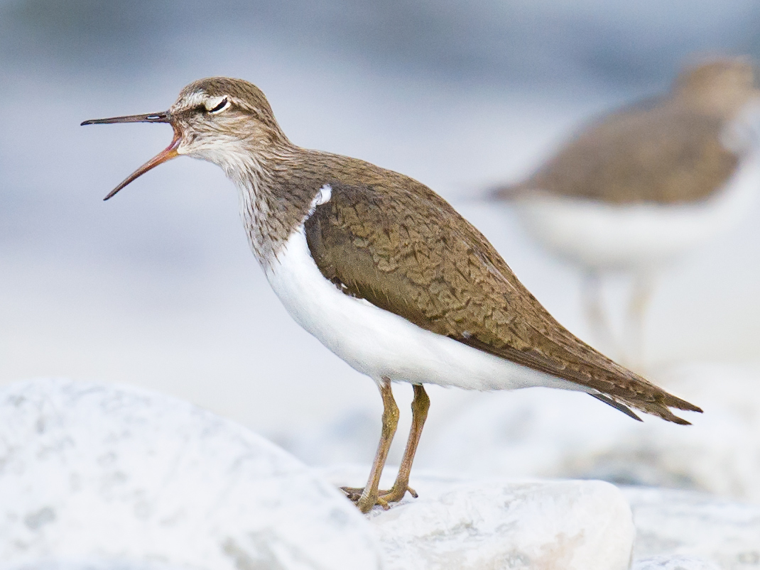 Common Sandpiper