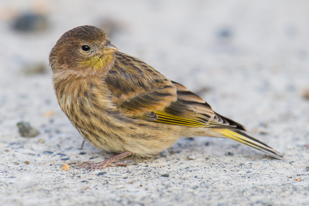 Red-fronted Serin