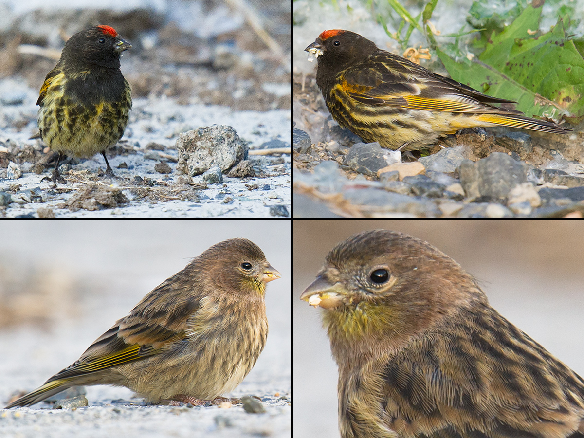 Red-fronted Serin