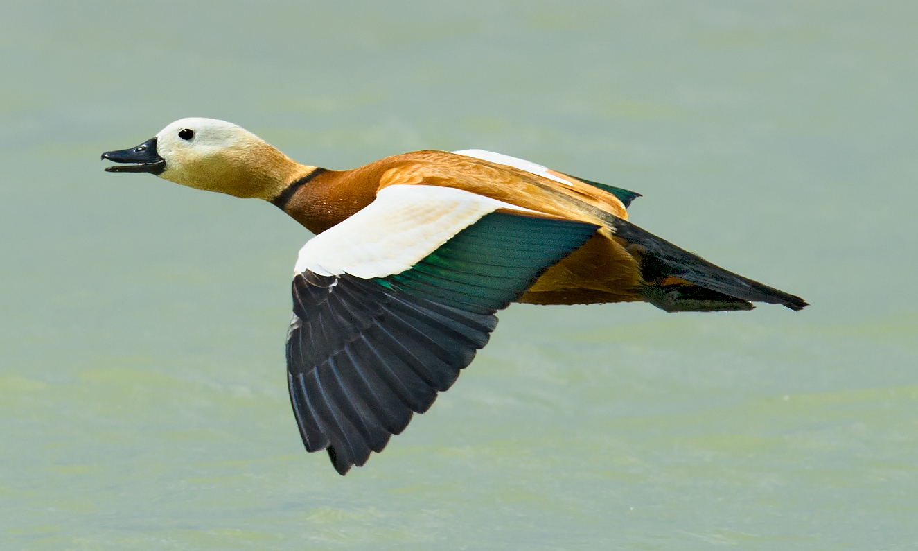 Ruddy Shelduck