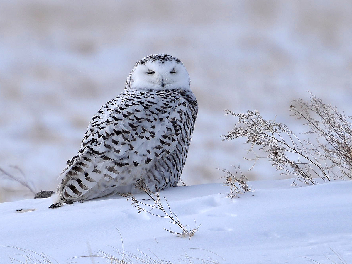 snowy owl