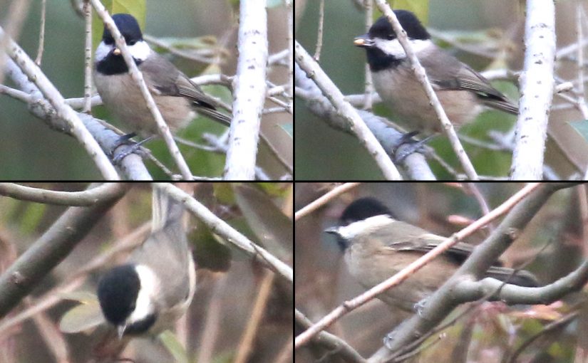 Songar Tit Poecile montanus stoetzneri, historic first sighting of Willow Tit in Shanghai. Century Park, Shanghai, 24 Dec. 2017. (Steven Lin)