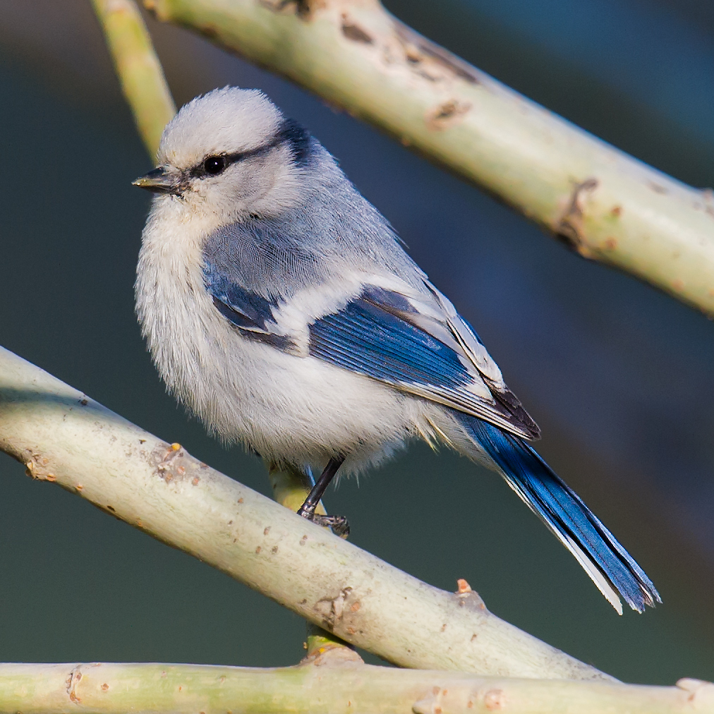 Azure Tit