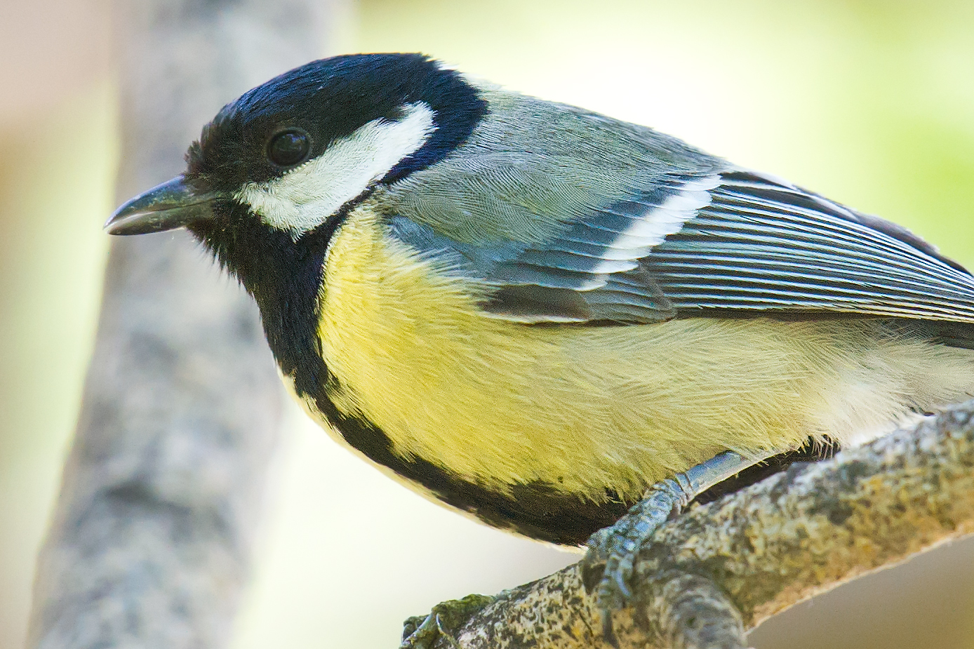 Great Tit Parus major kapustini