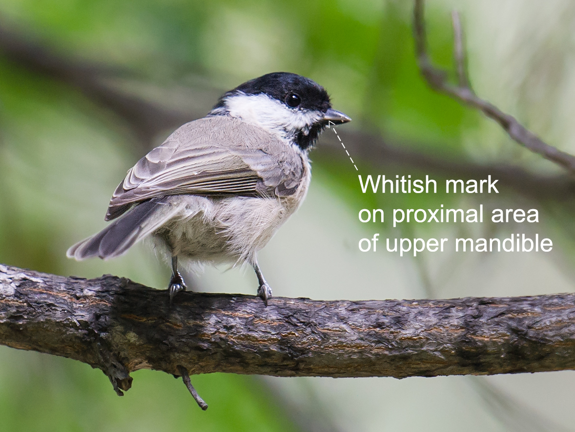 Marsh Tit