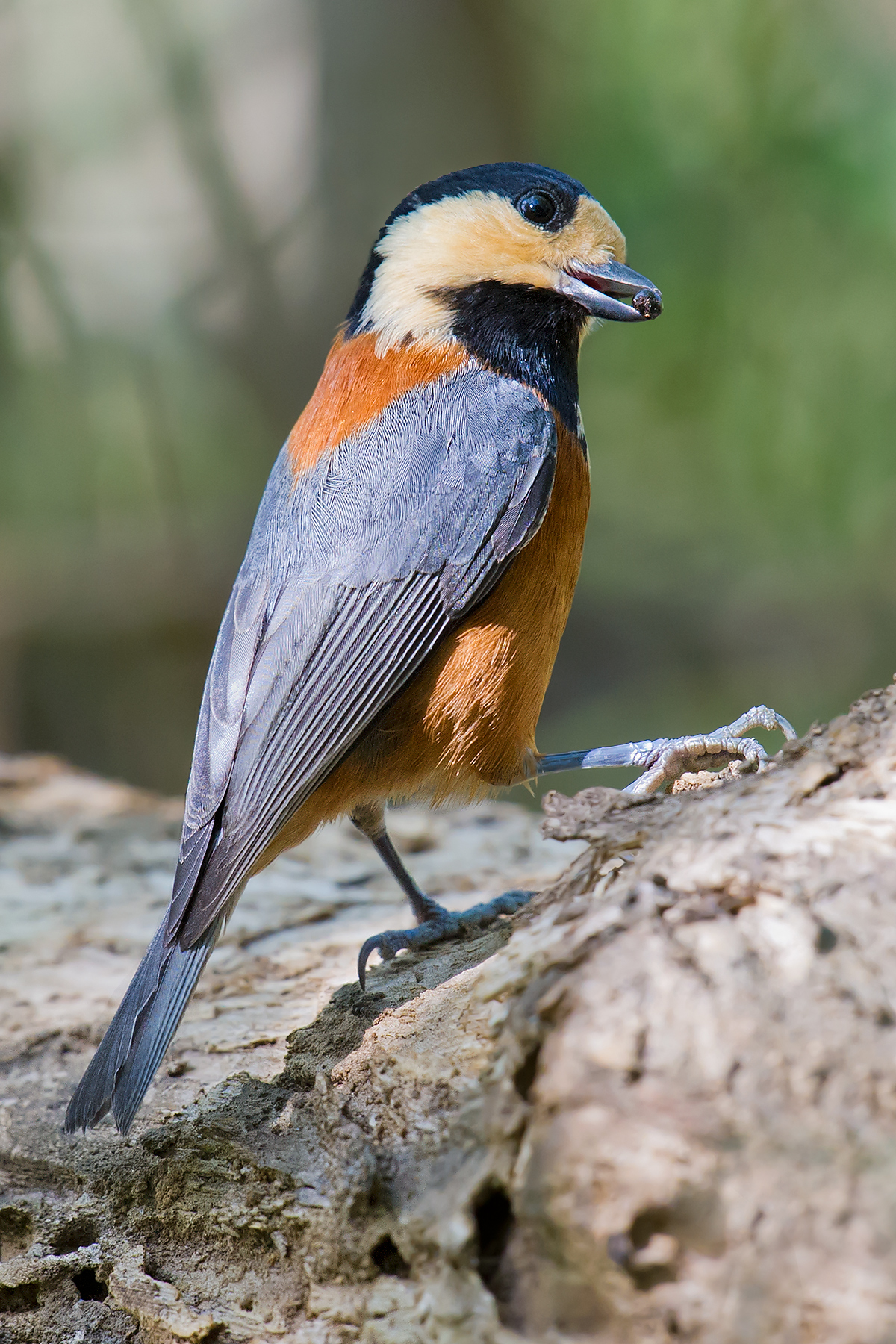 Varied Tit