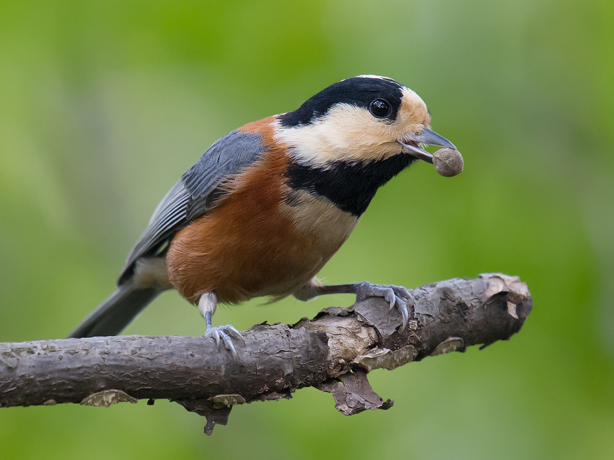 Varied Tit