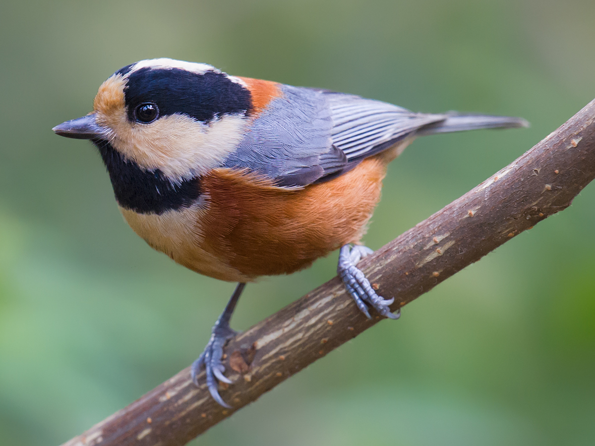 Varied Tit