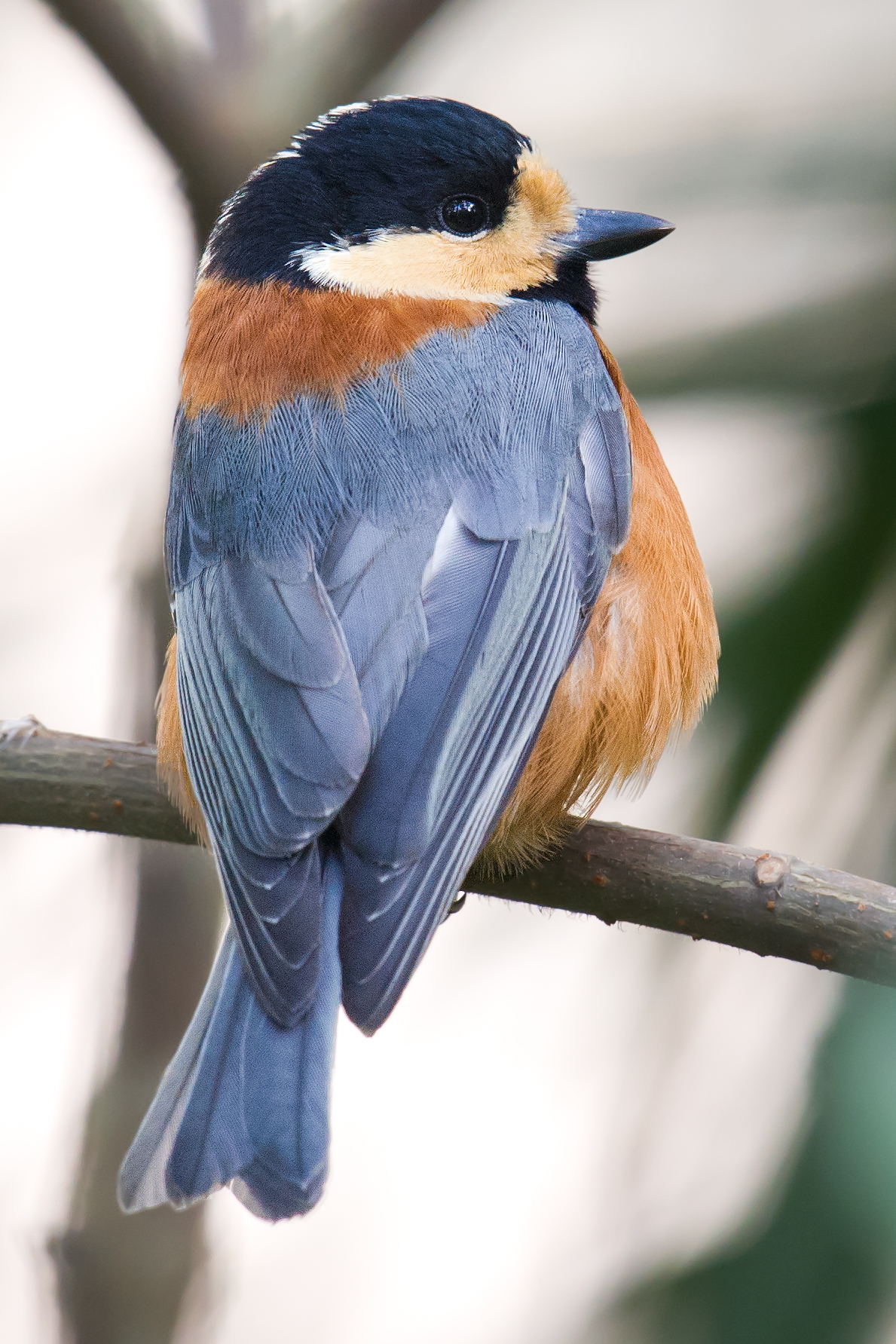 Varied Tit