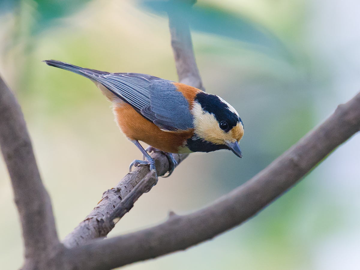 Varied Tit