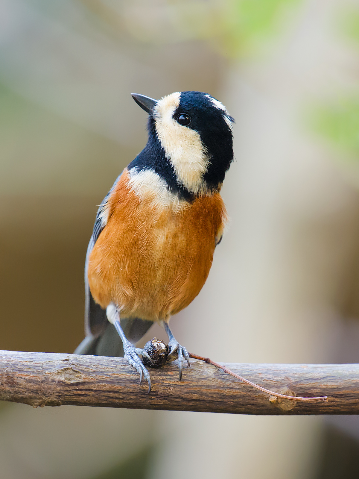 Varied Tit