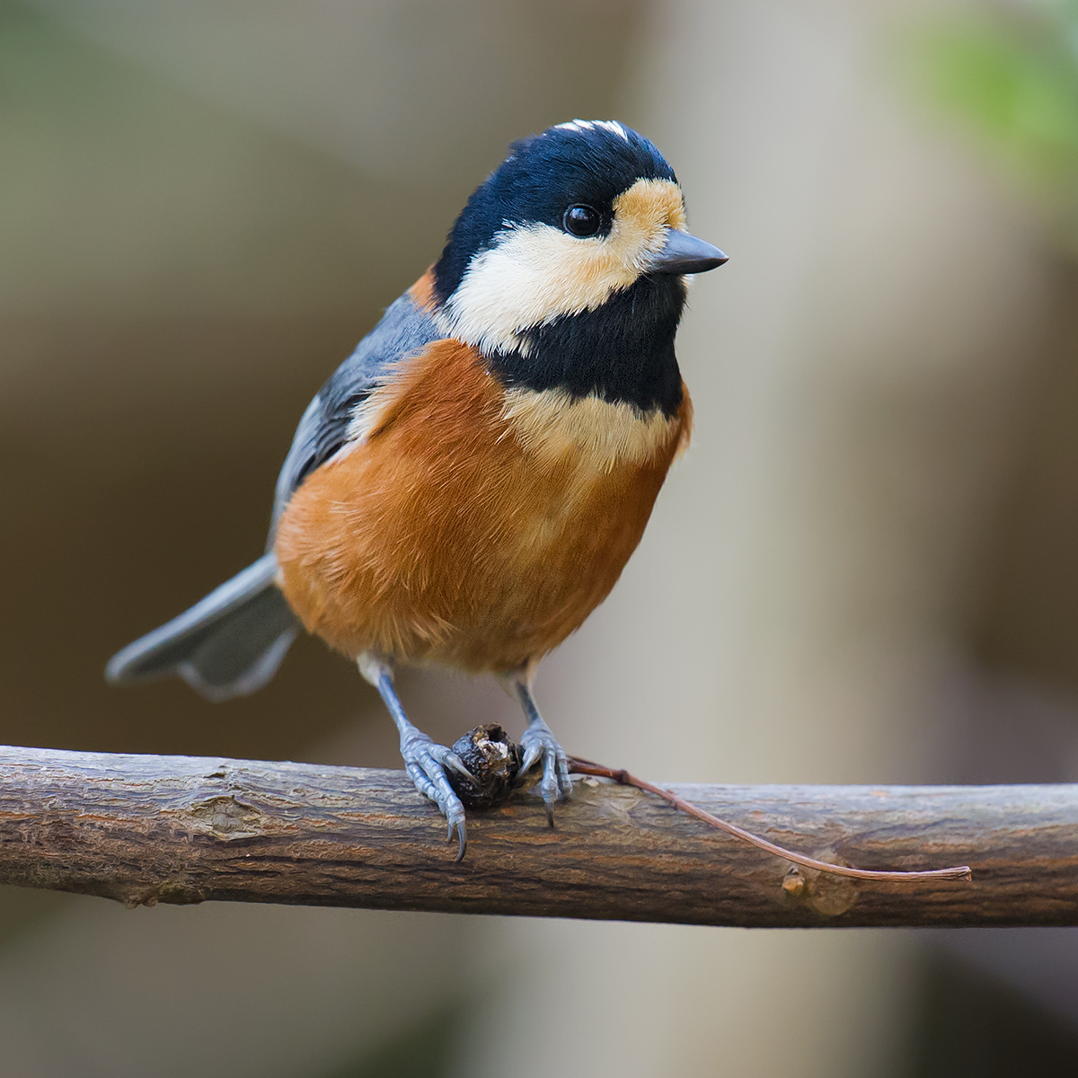 Varied Tit