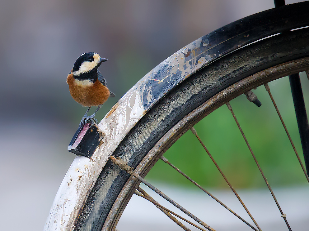 Varied Tit