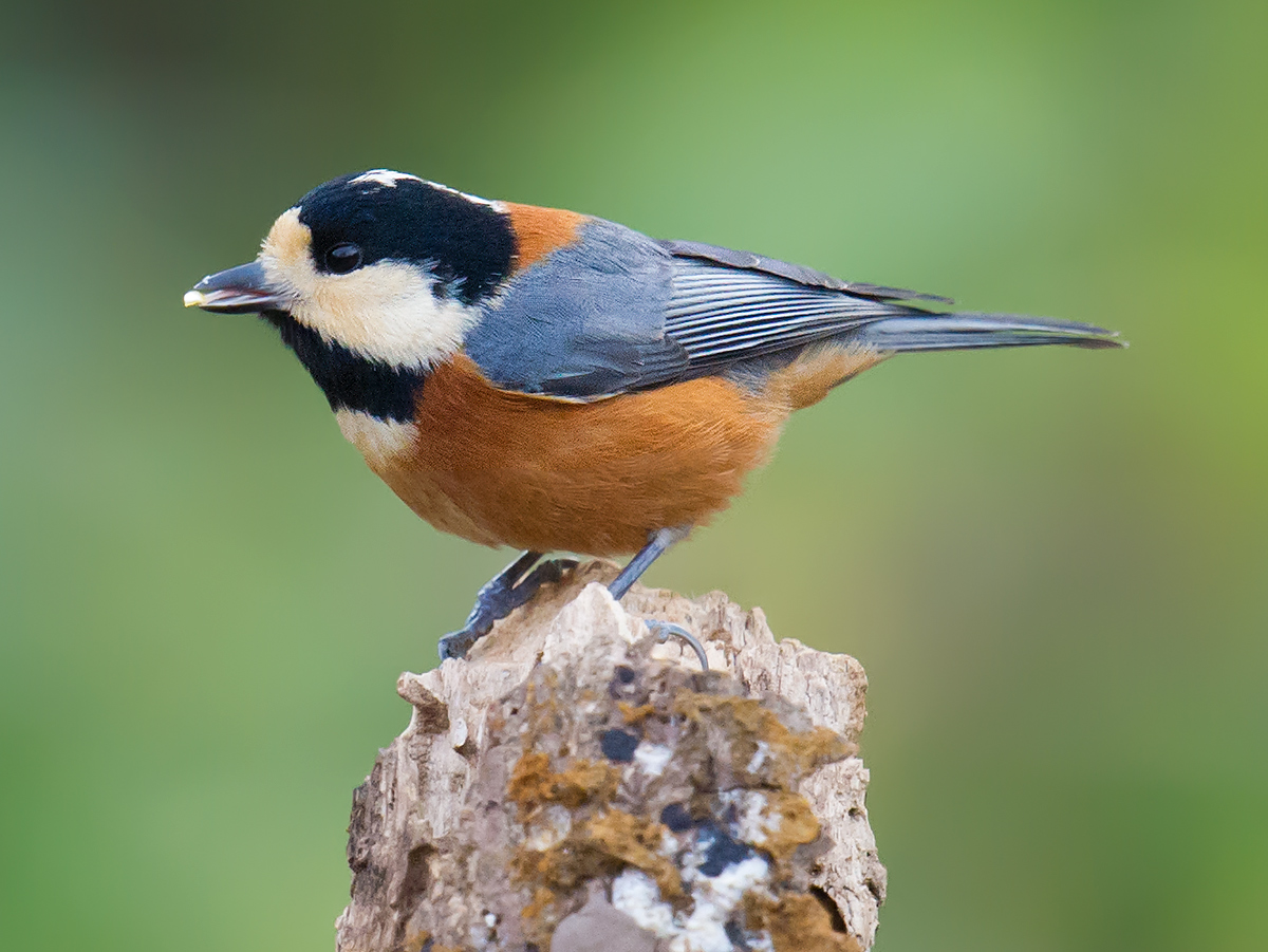 Varied Tit