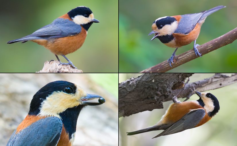 In the autumn of 2012, Varied Tit irrupted into the Shanghai region. Top 2, from L: Lesser Yangshan Island, Zhejiang, 5 Dec. 2012 and Changfeng Park, Shanghai, 17 Nov. 2012. Bottom 2: Lesser Yangshan, 30 Sept. 2012. (Craig Brelsford)