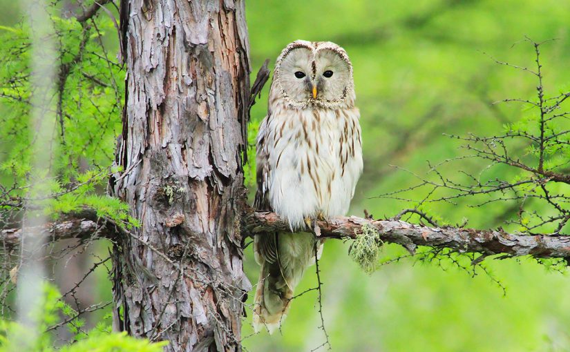 Ural Owl, Greater Khingan Range, Inner Mongolia. Photo by Li Jixiang.