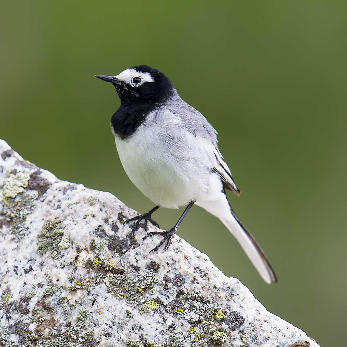 Masked Wagtail