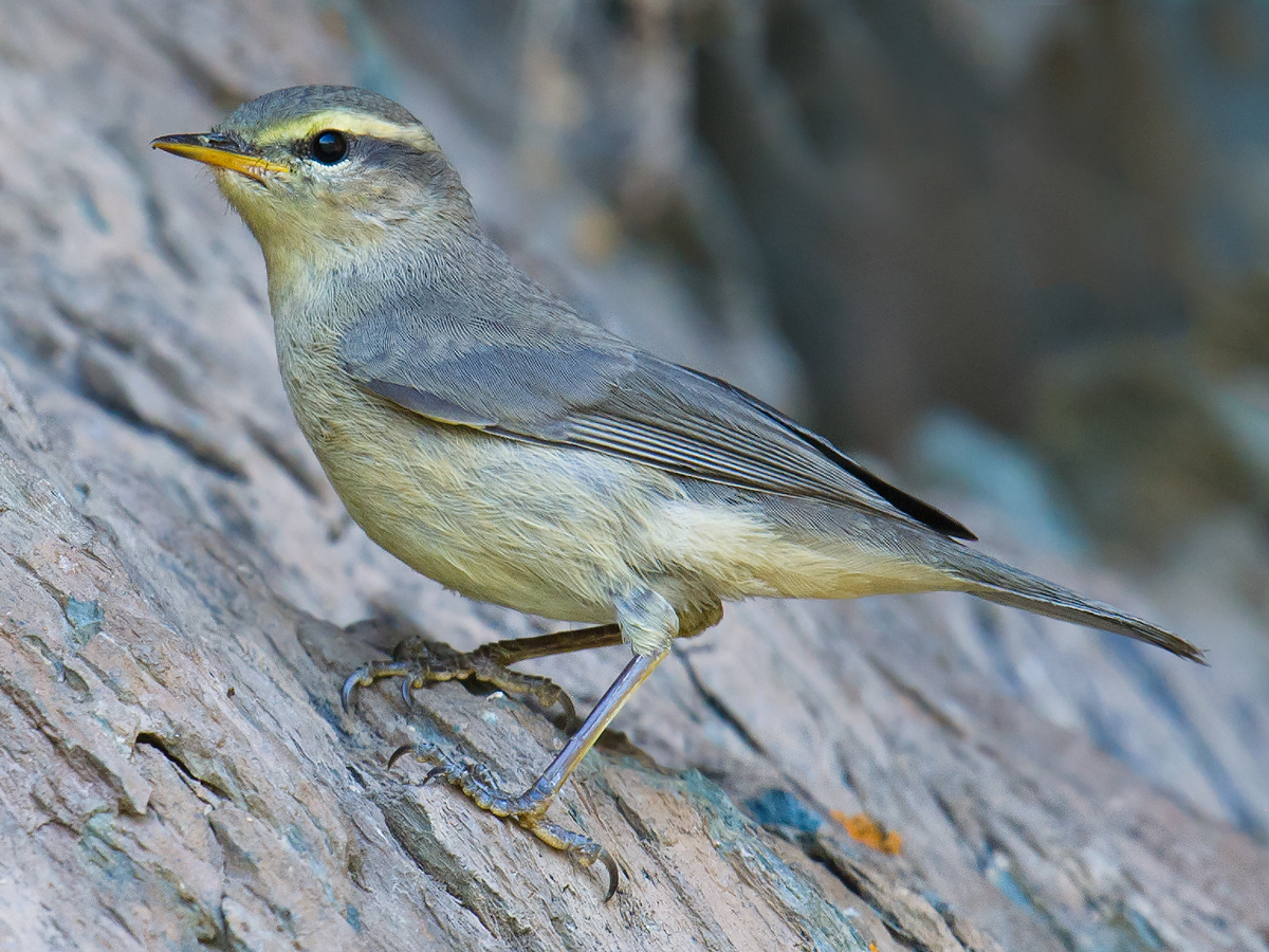 Sulphur-bellied Warbler