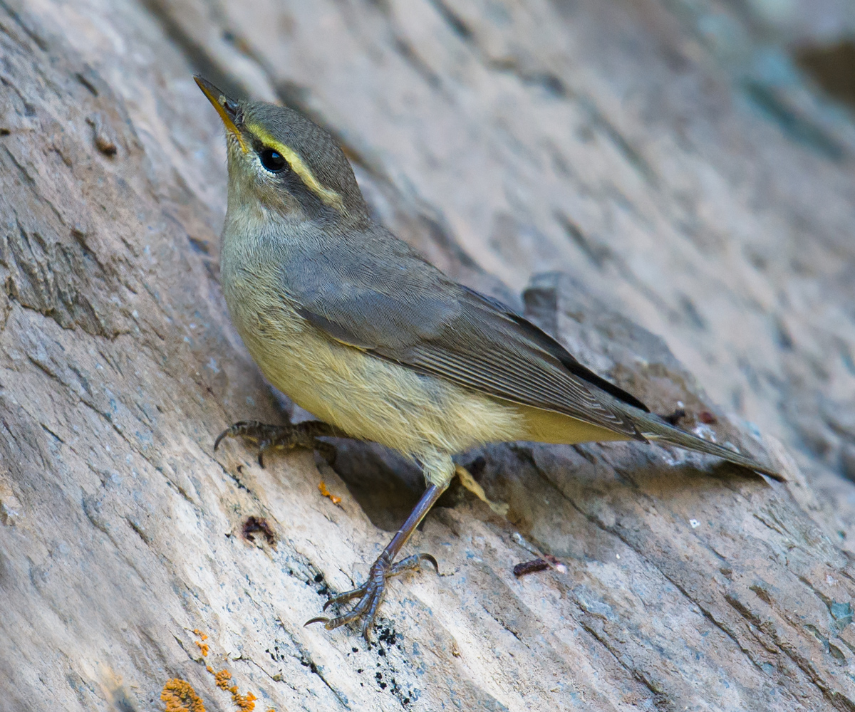 Sulphur-bellied Warbler