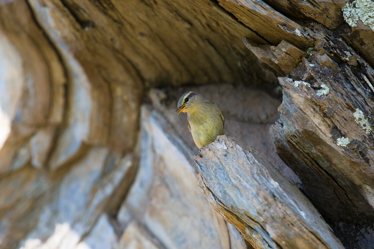 Sulphur-bellied Warbler