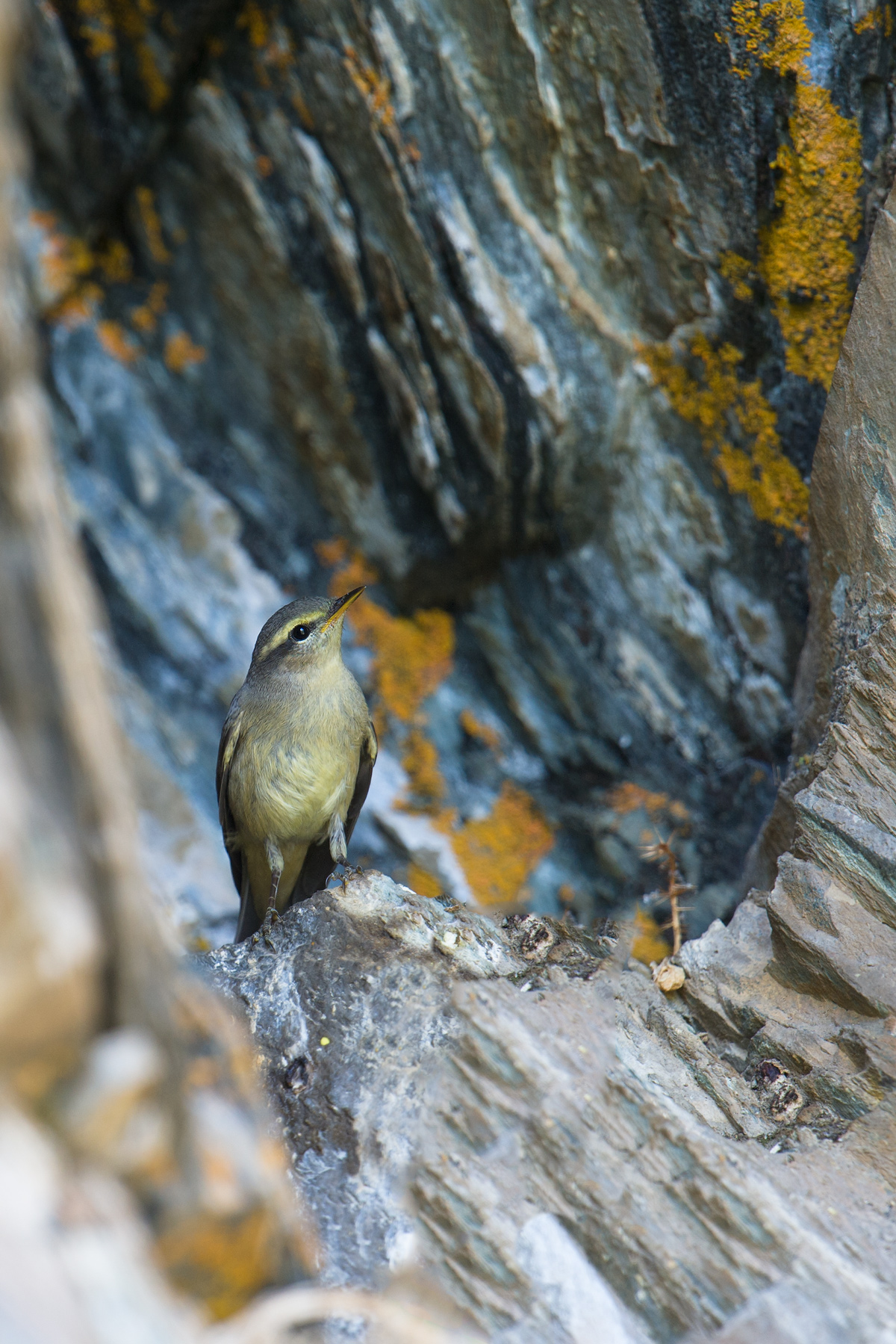 Sulphur-bellied Warbler