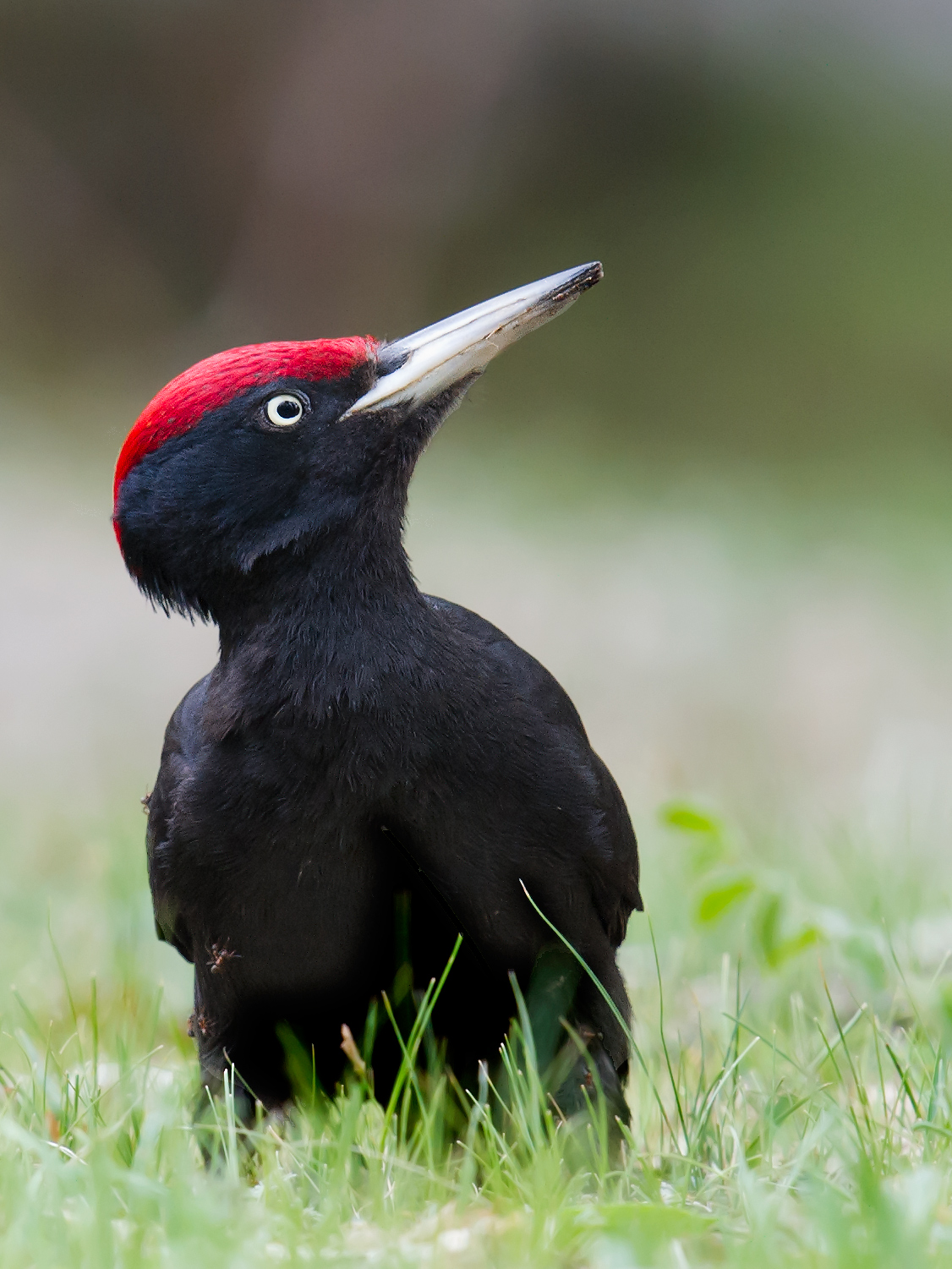 Black Woodpecker