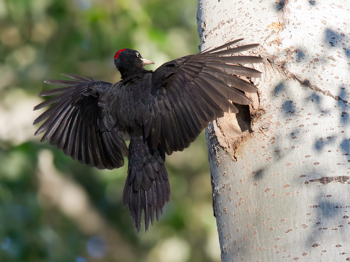 Black Woodpecker Dryocopus martius, Burqin Magic Forest, 9 May 2012. (Craig Brelsford)