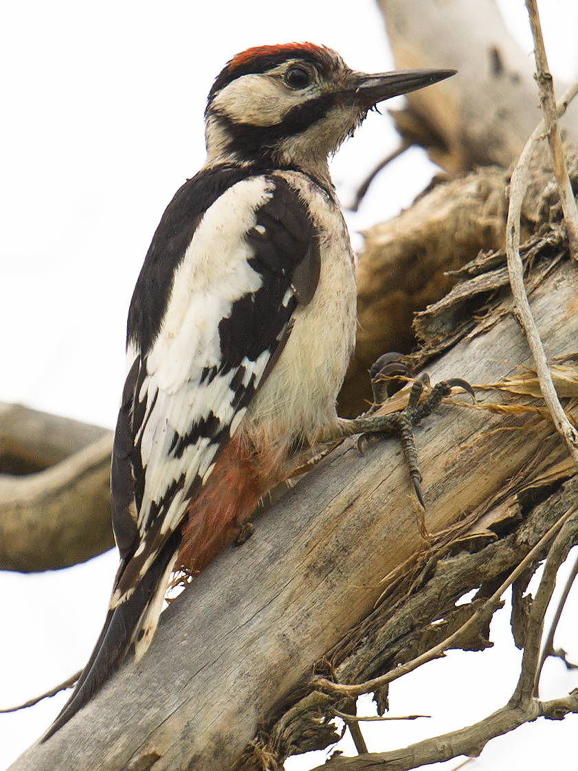 White-winged Woodpecker