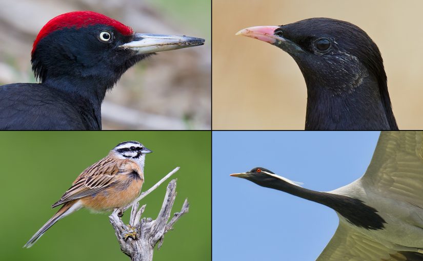 Birds of northern Xinjiang. Clockwise from top L: Black Woodpecker, Rosy Starling, Demoiselle Crane, and Rock Bunting. (Craig Brelsford)