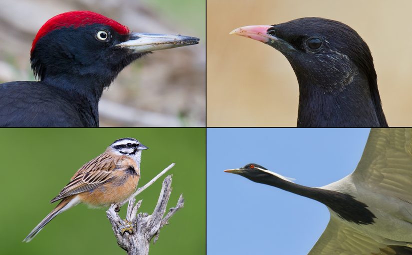 Birds of Northern Xinjiang II