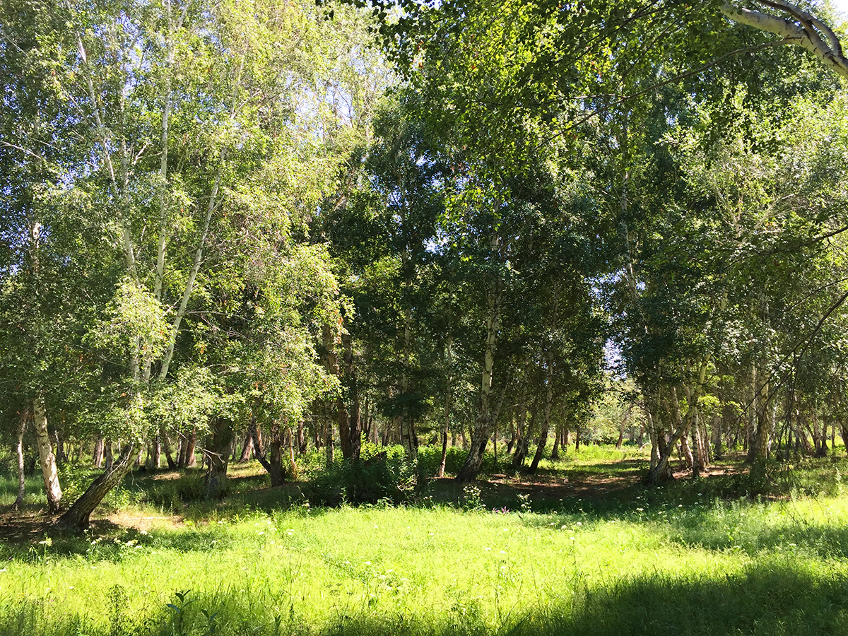 Burqin Magic Forest