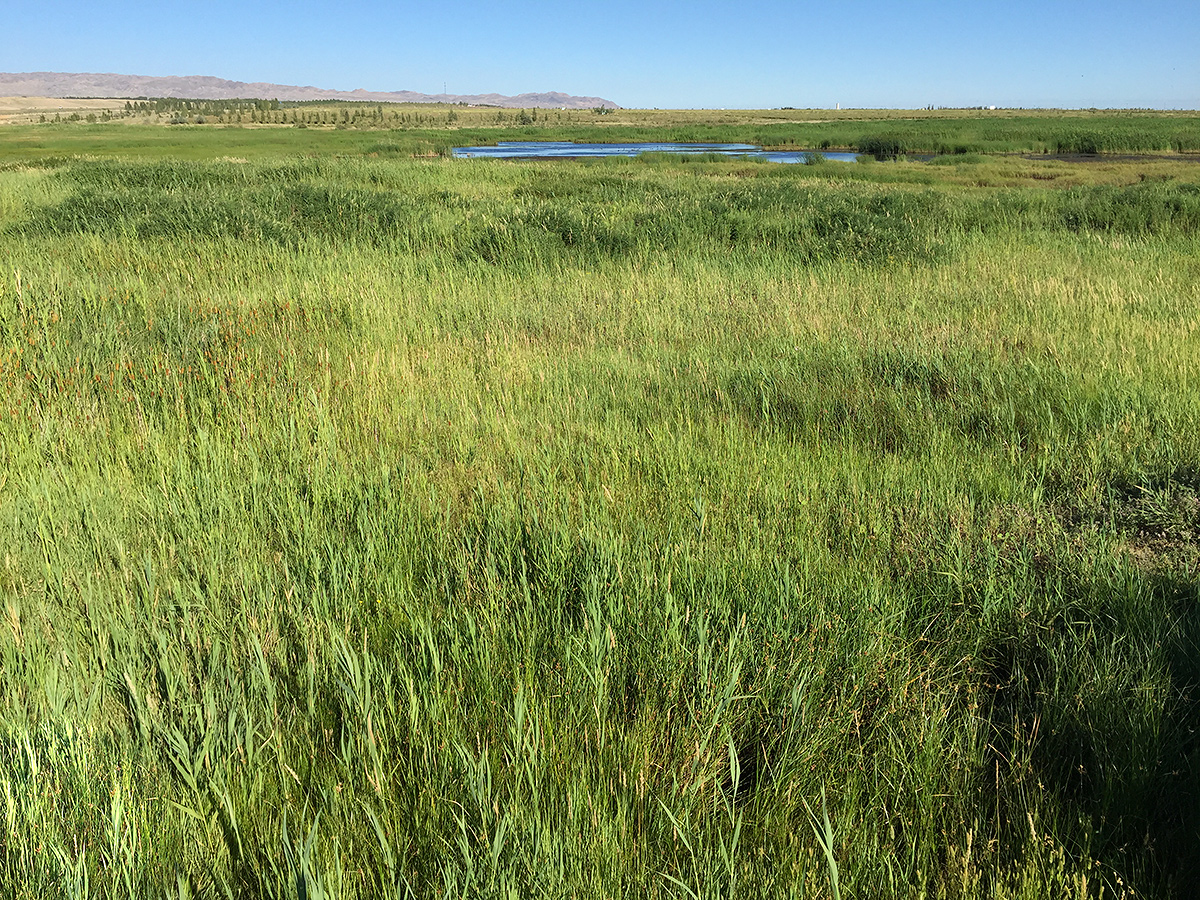 Pond and marsh