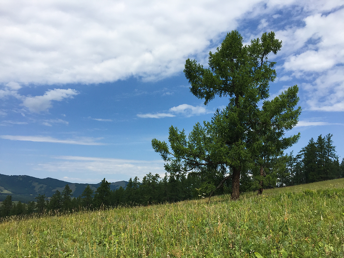 Alpine meadow