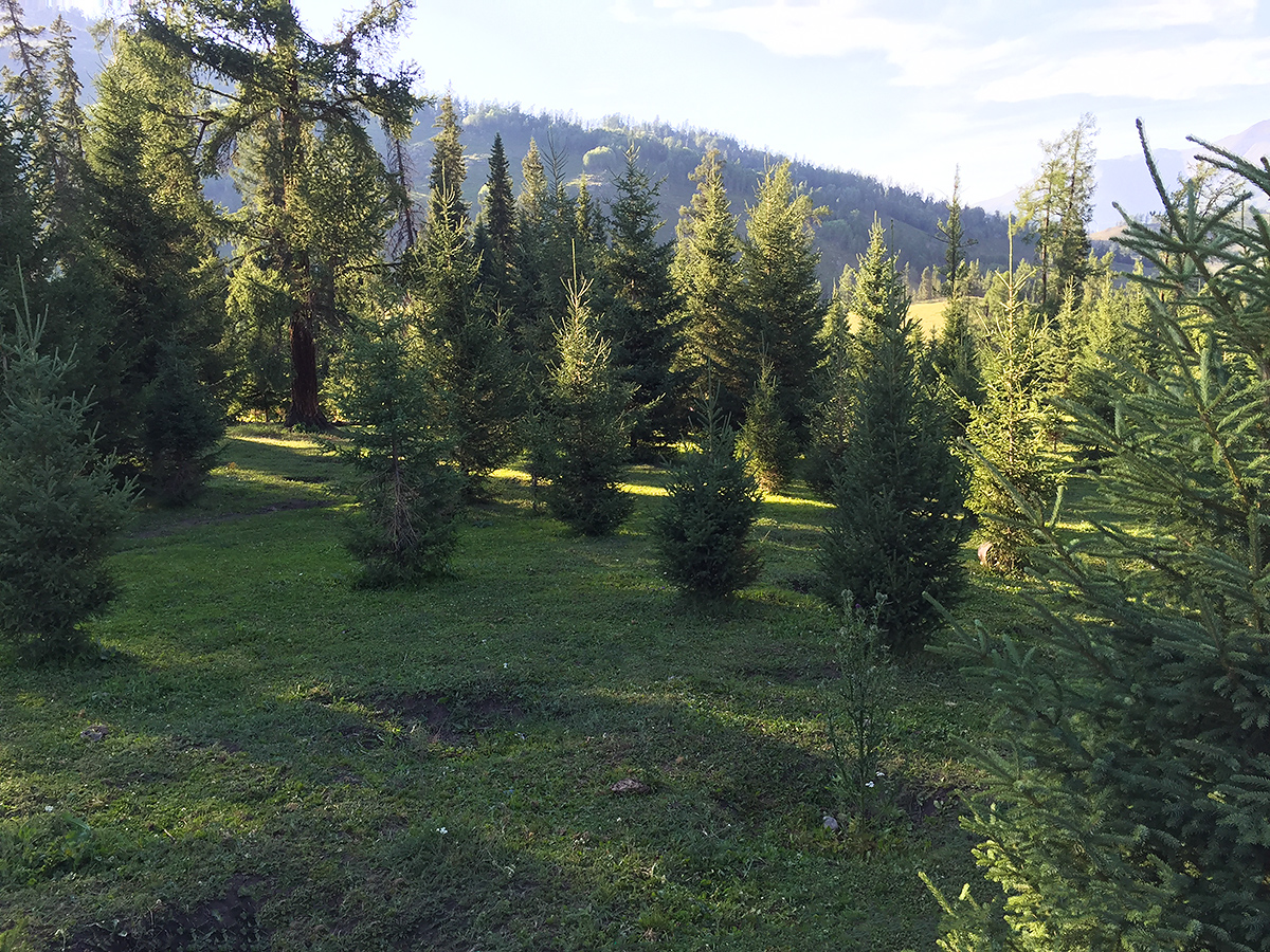 Wooded pasture