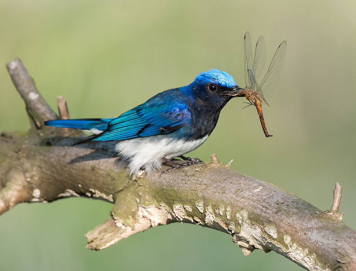 Blue-and-white Flycatcher