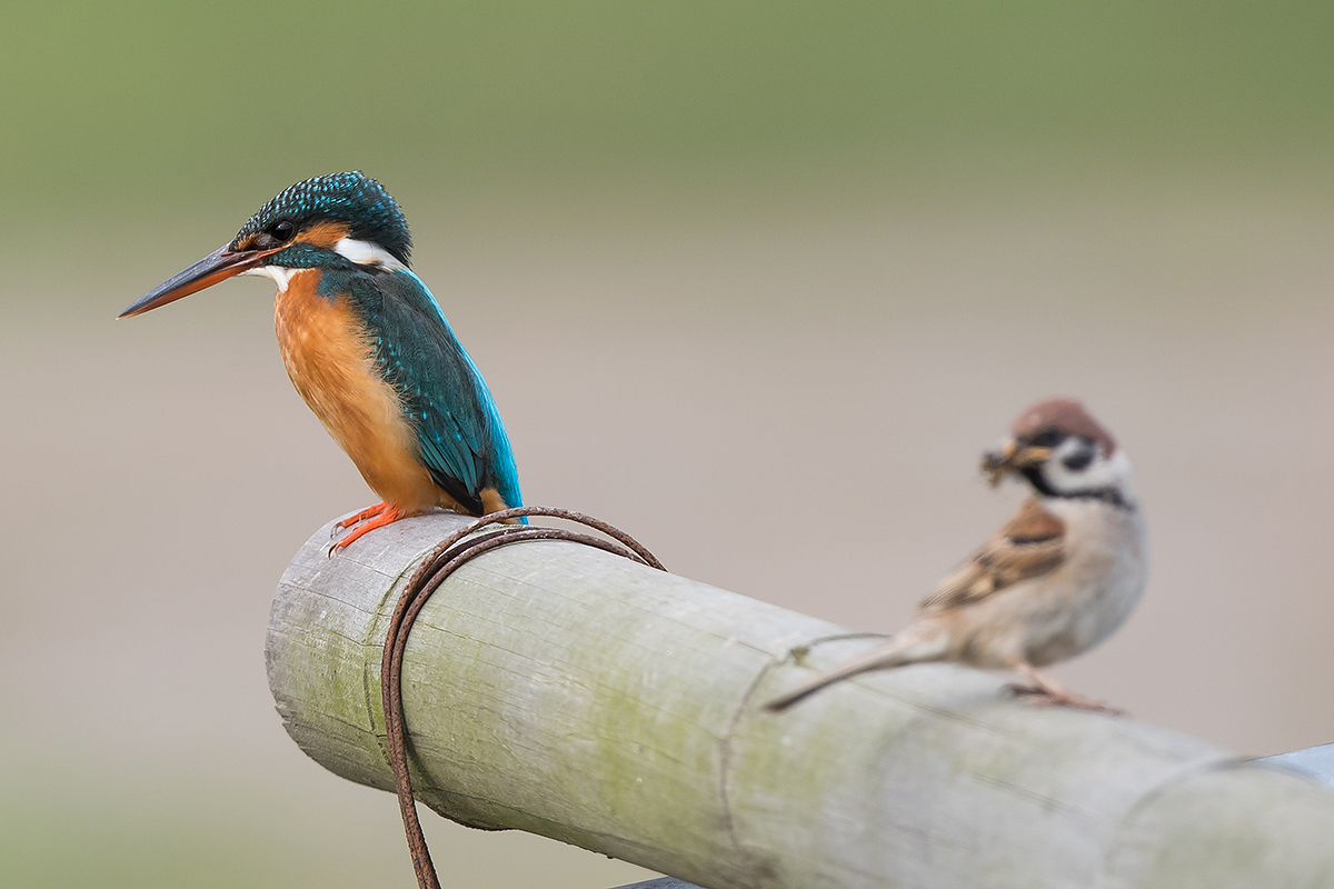 Common Kingfisher and Eurasian Tree Sparrow