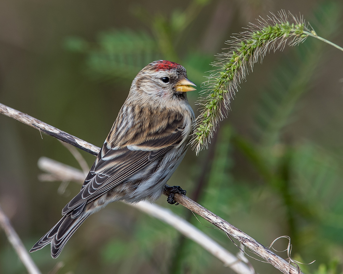 Common Redpoll, Cape Nanhui, Shanghai, China, 2017. (Kai Pflug)