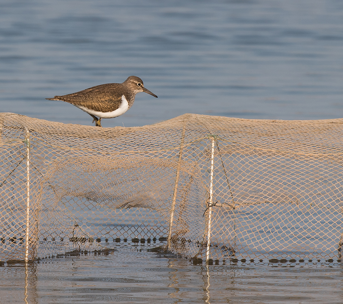 Common Sandpiper, Cape Nanhui, Shanghai, China, 2017. (Kai Pflug)