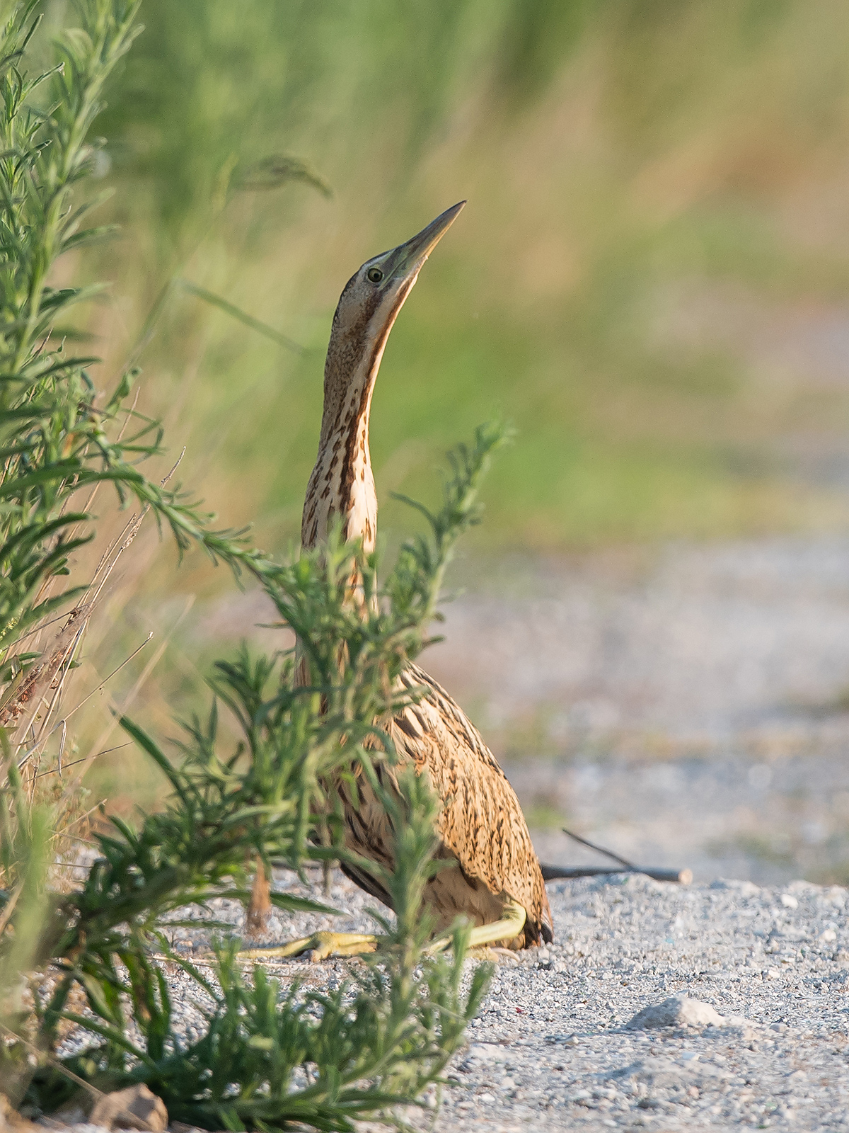 Eurasian Bittern, Cape Nanhui, Shanghai, China, 2017. (Kai Pflug)